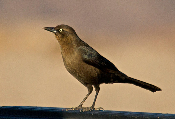 Great-tailed Grackle, Lake Mead