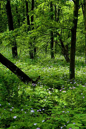 DSC_0002 - 2009-05-22 at 13-05-13