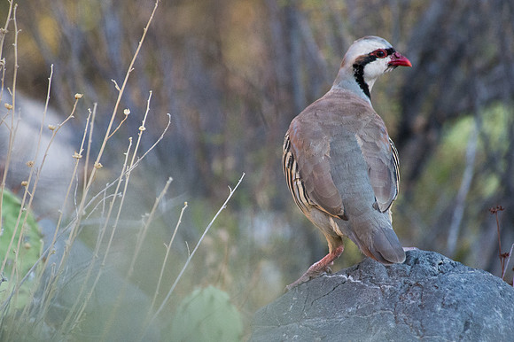 Quail Red Rock Canyon, Las Vegas Nevada-1