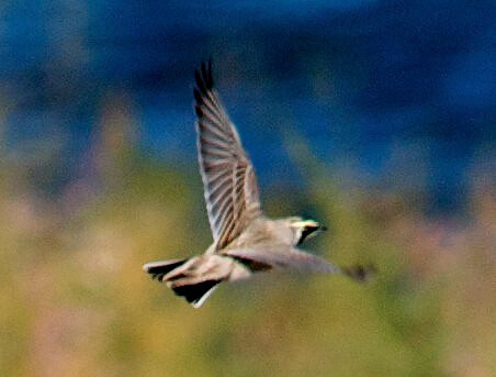Unknown, Lake Mead