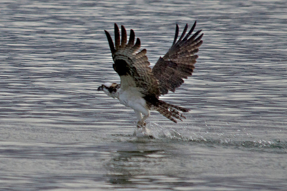 Osprey, Lake Mead