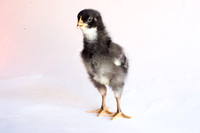 My Pet Chicken-19