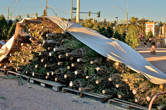 _DSC8563