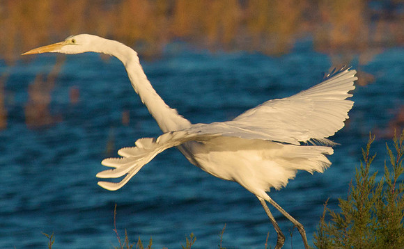 Great Egret, Lake Mead