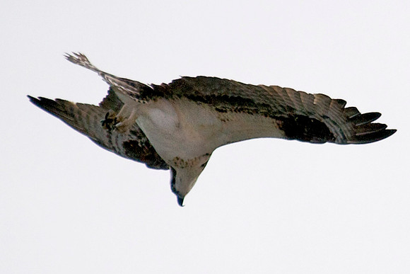 Osprey, Lake Mead