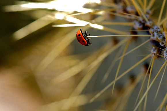 Mojave Preserve, California