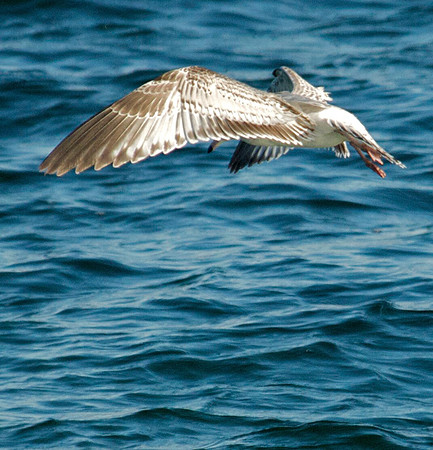 Gull, Lake Mead
