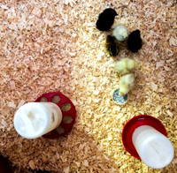 My Pet Chicken-10