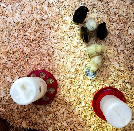 My Pet Chicken-10