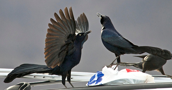 Great-tailed Grackle, Lake Mead