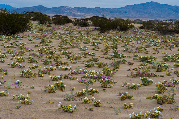 Mojave Road Trip 3.20.16-220