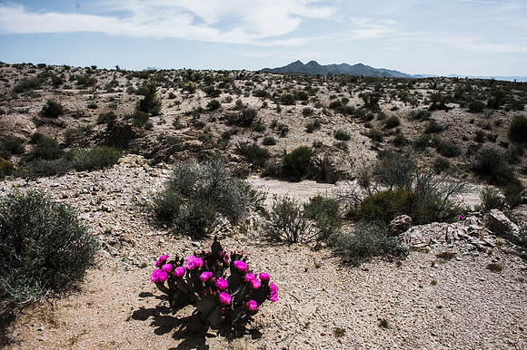 Mojave Road Trip 3.20.16-40