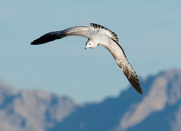 Gull, Lake Mead