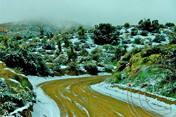 Christmas Tree Pass