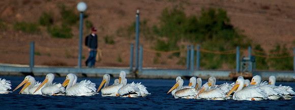 American White Pelicans, Lake Mead Nevada