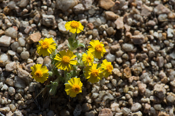 Mojave Road Trip 3.20.16-119