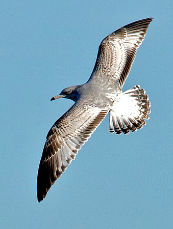 Gull, Lake Mead