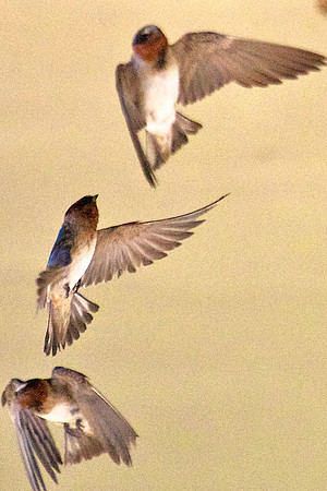 Cliff Swallow, Las Vegas Wash