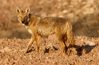 Coyote, Lake Mead