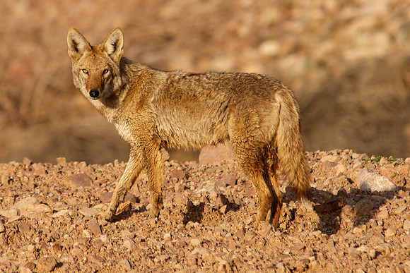 Coyote, Lake Mead