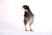 My Pet Chicken-15
