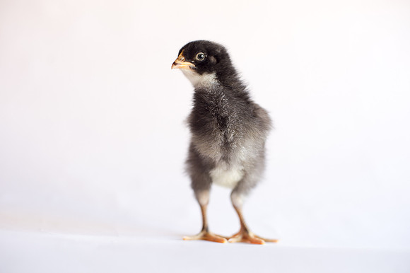 My Pet Chicken-15