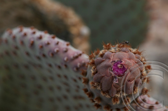 Beavertail Cactus, Lake Shore, Lake Mead Nevada