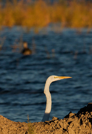 Great Egret, Lake Mead