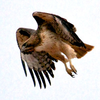 Red Tailed Hawk, Lake Mead Nevada