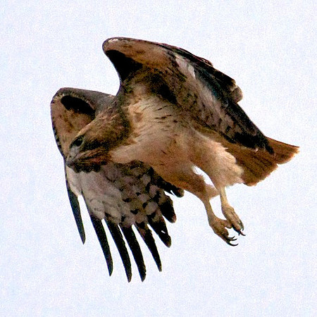Red Tailed Hawk, Lake Mead Nevada