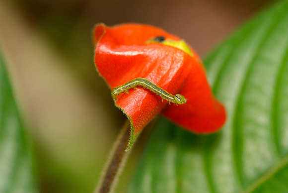 Flora and Fauna