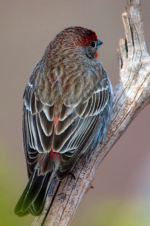 House Finch, Lake Mead