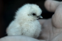 My Pet Chicken-6