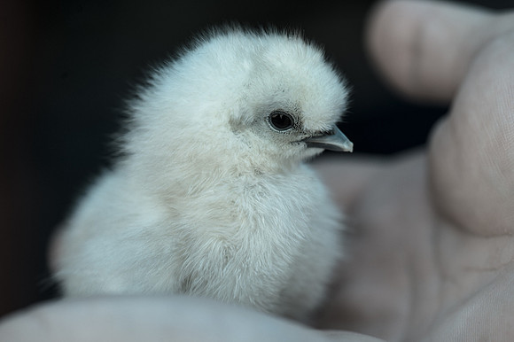 My Pet Chicken-6
