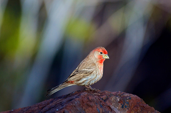 House Finch, Lake Mead