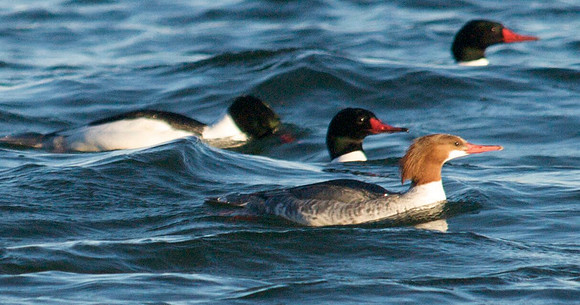 Merganser, Lake Mead