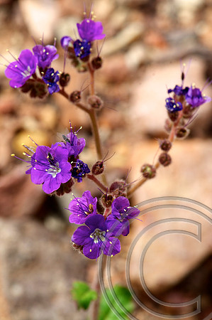 Spring Flower, North Shore Rd., Lake Mead  Nevada