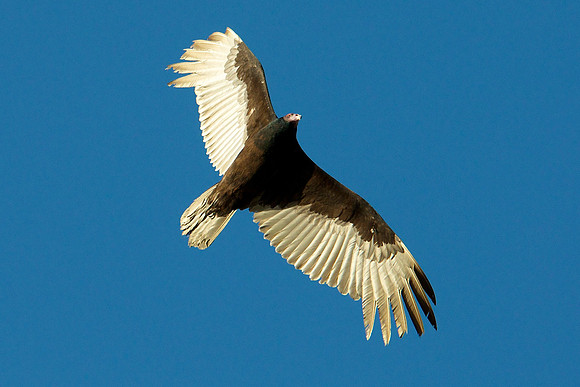 Turkey Vulture, Lake Mead Nevada