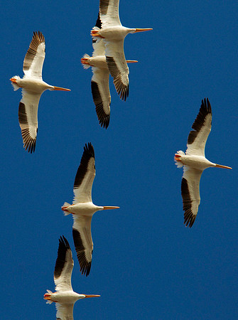 White American Pelicans Over Lake Mead
