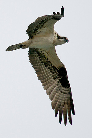 Osprey, Lake Mead