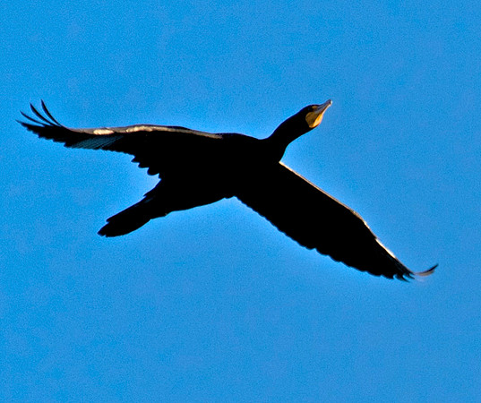 Double Crested Cormorant, Lake Mead