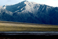 Flowers Over the Alluvial Fan