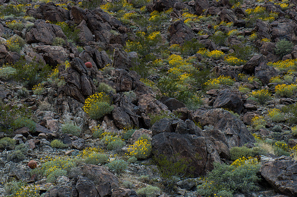Mojave Road Trip 3.20.16-197