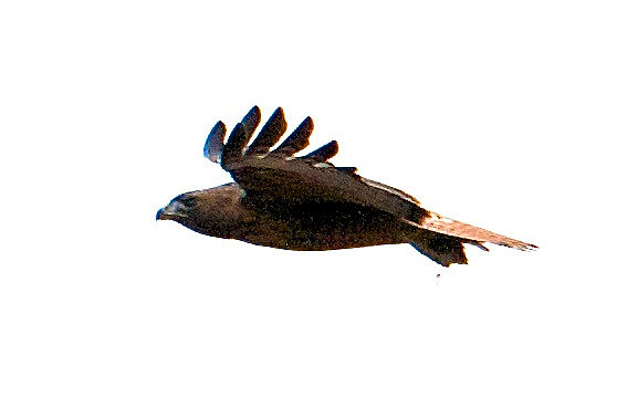 Golden Eagle, Black Canyon