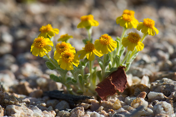 Mojave Road Trip 3.20.16-118