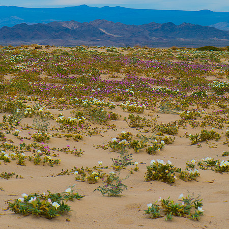 Mojave Road Trip 3.20.16-212