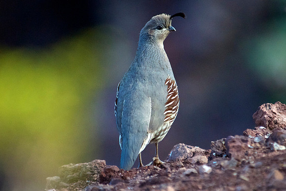 Gambel's Quail, Lake Mead