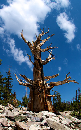 Bristlecone Pine, Great Basin National Park