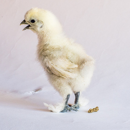 My Pet Chicken-29