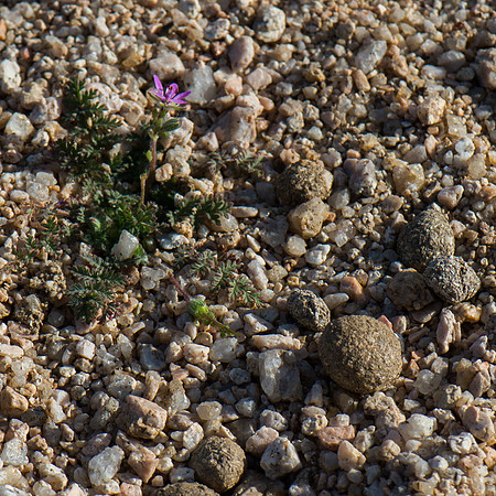 Mojave Road Trip 3.20.16-115